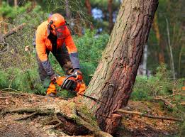 Best Tree Risk Assessment  in Olcott, NY