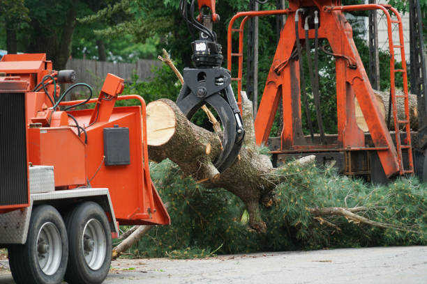 Best Commercial Tree Services  in Olcott, NY