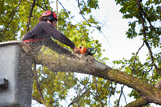 Best Tree Maintenance Programs  in Olcott, NY